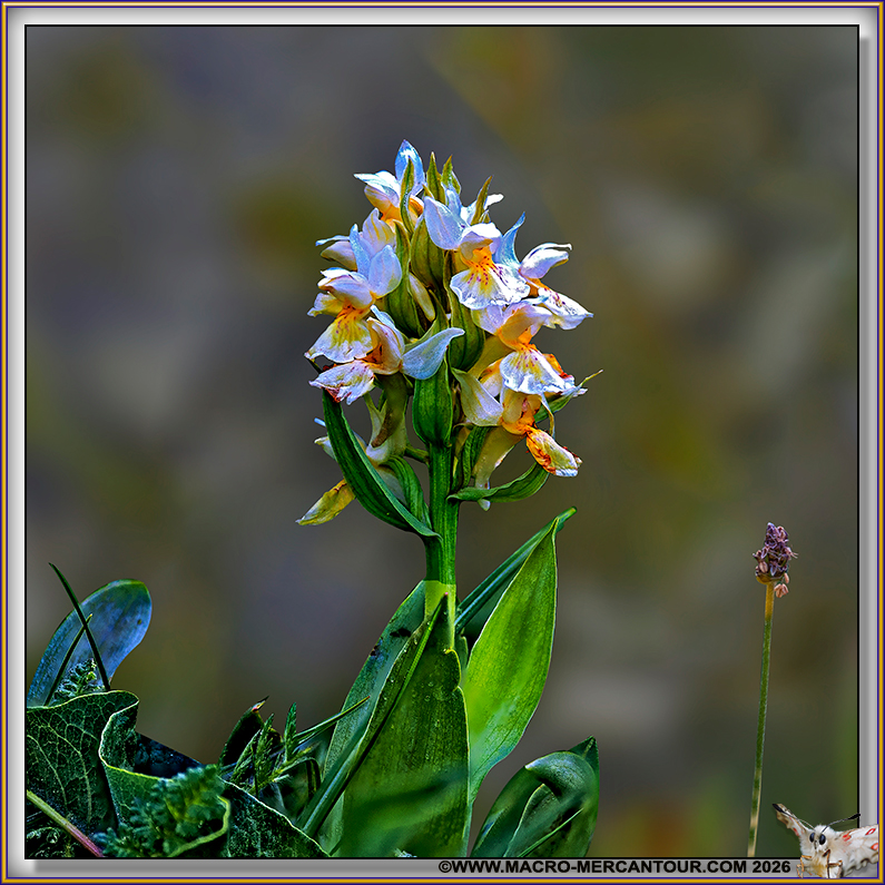 Orchis Sureau